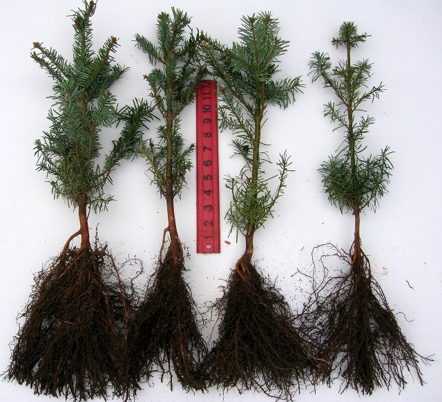 Grand Fir 2-1 Bareroot