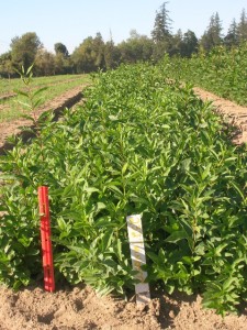 Twinberry Field