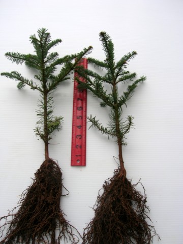Brooks Tree Farm Bare Root Seedling Guidelines