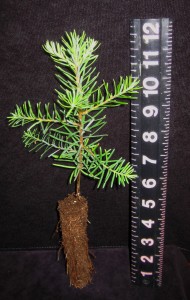 Noble Fir Plug