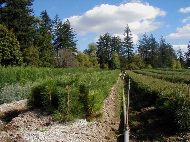 Pinus ponderosa: Ponderosa Pine, Willamette Valley (2-0 ...