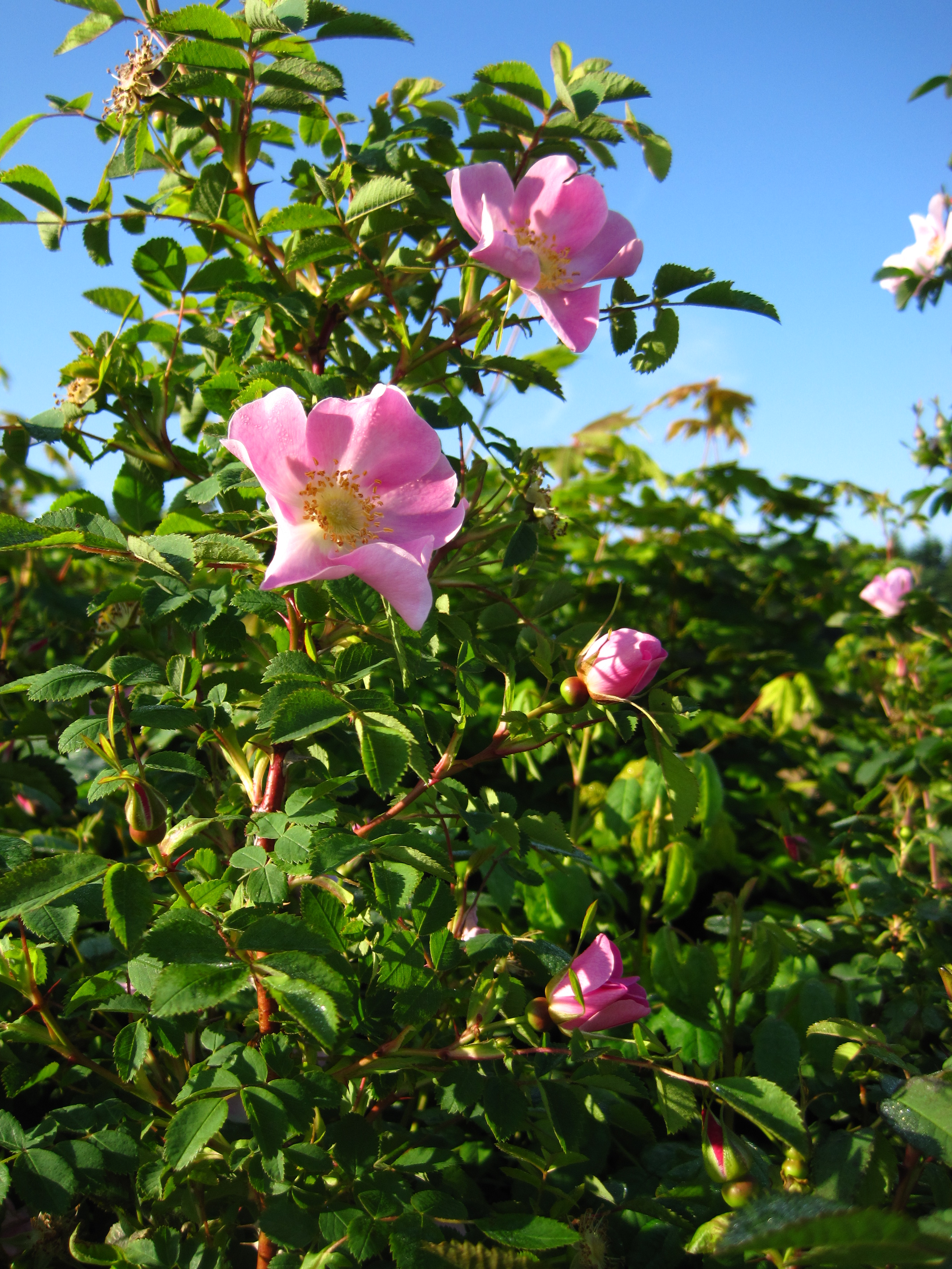 Rosa nutkana: Nutka Rose (1-0) | Brooks Tree Farm