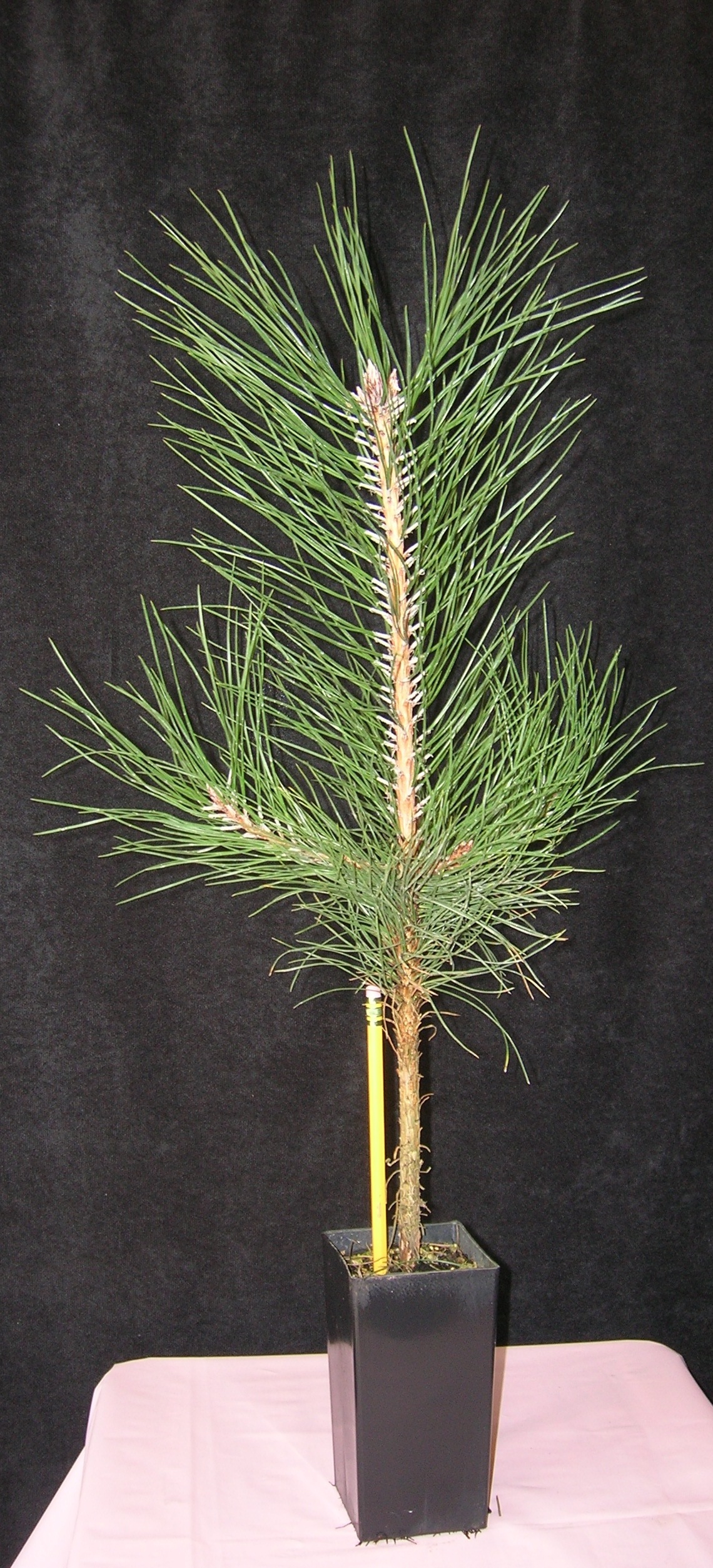 pinus nigra: austrian pine (band pots) | brooks tree farm