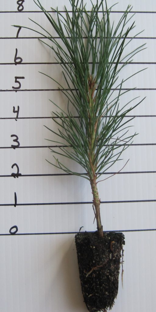 Pinus ponderosa: Ponderosa Pine, Willamette Valley (Plugs ...