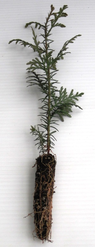 Thuja plicata: Western Red Cedar (Plugs)